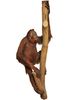 Orang-Outang (Pongo pygmaeus) naturalisé