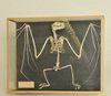 Squelette de Renard volant de Madagascar (Pteropus rufus)
