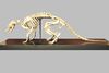 Squelette de Tatou à neuf  bandes (Dasypus novemcinctus)