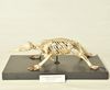 Squelette de Echidné à piquants (Tachyglossus aculeatus)