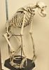 Squelette de Chimpanzé commun (Pan troglodytes)