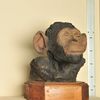 Moulage du buste d'un Chimpanzé commun (Pan  troglodytes) juvénile