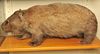 Wombat commun (Vombatus ursinus) naturalisé