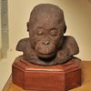 Moulage du buste d'un Orang-outang (Pongo pygmaeus) juvénile