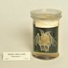 Oreillard roux (Plecotus auritus)
