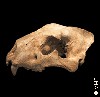 Crâne d'ours des cavernes