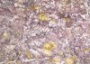Echantillon de marbre Brocatelle violette