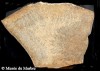 Echantillon de pierre de Solnhofen avec dendrites de manganèse