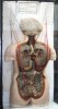 Modèle anatomique humain du dos