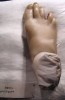 Modèle anatomique humain d'un pied