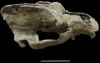 Crâne d'Ours des cavernes (Ursus spelaeus)